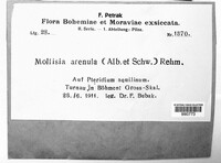 Micropodia arenula image